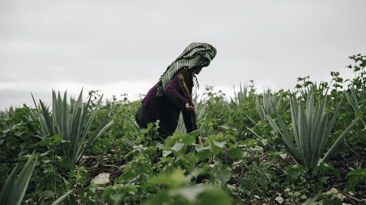 Mi mama me dijo Mezcal G1001